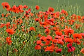 PAPAVER RHOEAS,  WILD POPPY,  JUNE