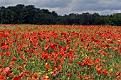 PAPAVER RHOEAS FIELD,  WILD POPPY,  JUNE