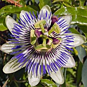 PASSIFLORA CAERULEA (AGM), (BLUE PASSION FLOWER)