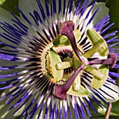 PASSIFLORA CAERULEA