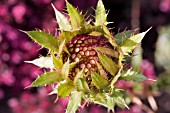 BERKHEYA PURPUREA