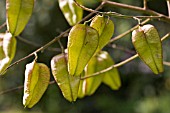 KOELREUTERIA PANICULATA,  GOLDEN RAIN TREE,  PRIDE OF INDIA