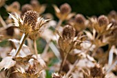 ERYNGIUM OLIVERIANUM DEAD HEADS,  SEPTEMBER