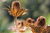 ERYNGIUM OLIVERIANUM SEED HEADS