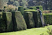 HEDGE TRIMMING AT RENISHAW HALL,  SHEFFIELD,  SEPTEMBER