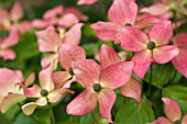 CORNUS FLORIDA,  DOGWOOD,  MAY