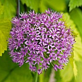 ALLIUM GIGANTEUM