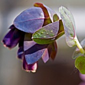 CERINTHE MAJOR PURPURESCENS,  MAY