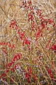 BERBERIS WILSONIAE