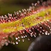 DROSERA CAPENSIS,  CAPE SUNDEW,  INSECTIVOROUS