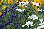 WHITE COSMOS,  BLUE LOBELIA AND YELLOW COREOPSIS,  SEPTEMBER