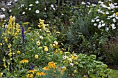 LATE SUMMER BORDERS YELLOW AND WHITE,  SEPTEMBER