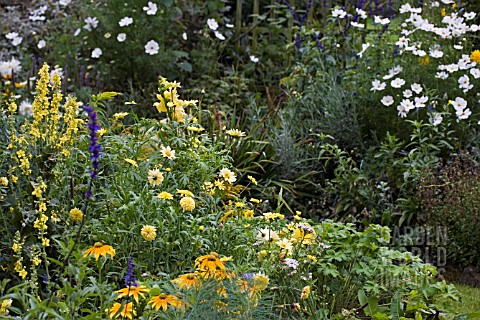 LATE_SUMMER_BORDERS_YELLOW_AND_WHITE__SEPTEMBER