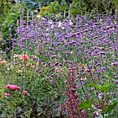 VERBENA BONARIENSIS,  LATE SUMMER