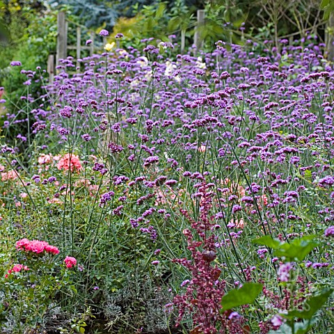 VERBENA_BONARIENSIS__LATE_SUMMER