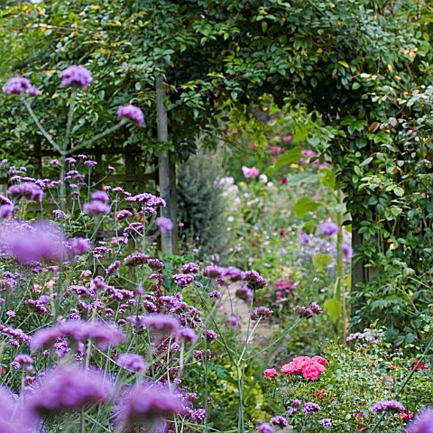 VIEW_THROUGH_HEDGE_TO_COTTAGE_GARDEN