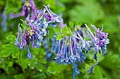 CORYDALIS FLEXUOSA