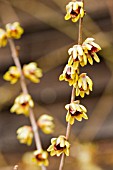 CHIMONANTHUS PRAECOX GRANDIFLORUS