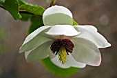 MAGNOLIA SIEBOLDII,  (SMALL FLOWERED MAGNOLIA)