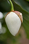 MAGNOLIA SIEBOLDII (SMALL FLOWERED MAGNOLIA)  BUD AFTER RAIN