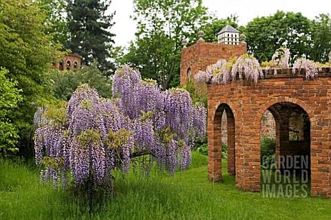WISTERIA_AND_FOLLIES_AT_STONE_HOUSE_COTTAGE_GARDEN__KIDDERMINSTER