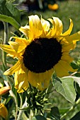 HELIANTHUS,  SUNFLOWER,  JULY