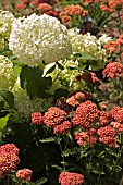 ACHILLEA FANAL AND HYDRANGEA