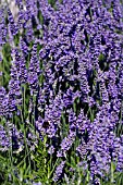 LAVANDULA,  LAVENDER