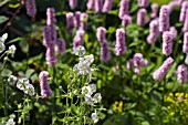 GERANIUM PHAEUM F. ALBUM AND PERSICARIA BISTORTA SUPERBA