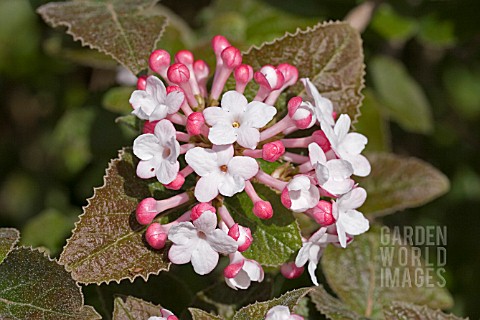 VIBURNUM_CARLESII