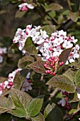 VIBURNUM CARLESII