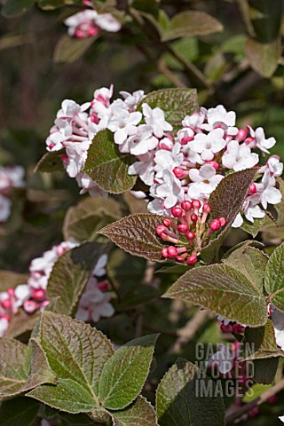 VIBURNUM_CARLESII