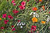 WILDFLOWER MEADOW,  SEPTEMBER