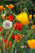 TARAXACUM OFFICINALE,  SEEDHEAD,  DANDELION CLOCK IN FIELD OF ESCHSCHOLZIA CALIFORNICA