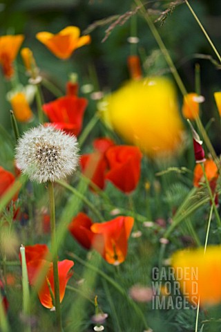 TARAXACUM_OFFICINALE__SEEDHEAD__DANDELION_CLOCK_IN_FIELD_OF_ESCHSCHOLZIA_CALIFORNICA