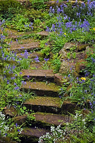 MOSSY_STEPS_AND_HYACINTHOIDES_NON_SCRIPTA__ENGLISH_BLUEBELLS
