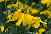 RUDBECKIA LACINIATA HERBSTSONNE (AGM),  CONEFLOWER WITH BEE