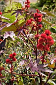 RICINUS COMMUNIS,  CASTOR OIL PLANT