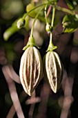 CLEMATIS CIRRHOSA VAR. PURPURASCENS FRECKLES  BUDS. (AGM)