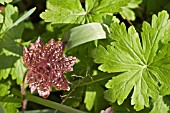 GERANIUM MACRRORHIZUM AND HEUCHERA PALACE PURPLE LEAVES