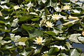 NYMPHAEA,  WATER LILY