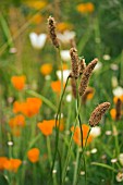 GRASS HEADS IN FIELD OF ESCHSCHOLZIA CALIFORNICA