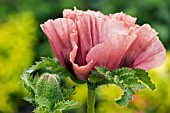 PAPAVER ORIENTALE PATTYS PLUM,  ORIENTAL POPPY