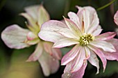 CLEMATIS MONTANA MARJORIE,  JUNE