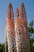 EREMURUS RACEMES,  FOXTAIL LILY