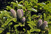 ABIES KOREANA,  SILVER FIR