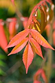 RHUS TYPHINA,  SUMACH