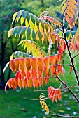 RHUS TYPHINA,  SUMACH