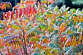 RHUS TYPHINA,  SUMACH