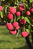 CORNUS MAS,  CORNELIAN CHERRY